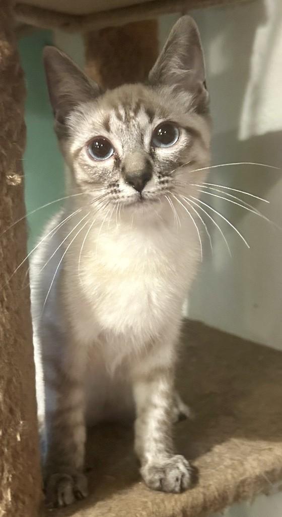 Sunny, Adoptable, Young Male Domestic Short Hair.