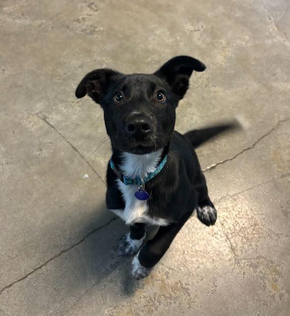 Taz, Adoptable, Puppy Male Australian Cattle Dog / Blue Heeler & Border Collie.
