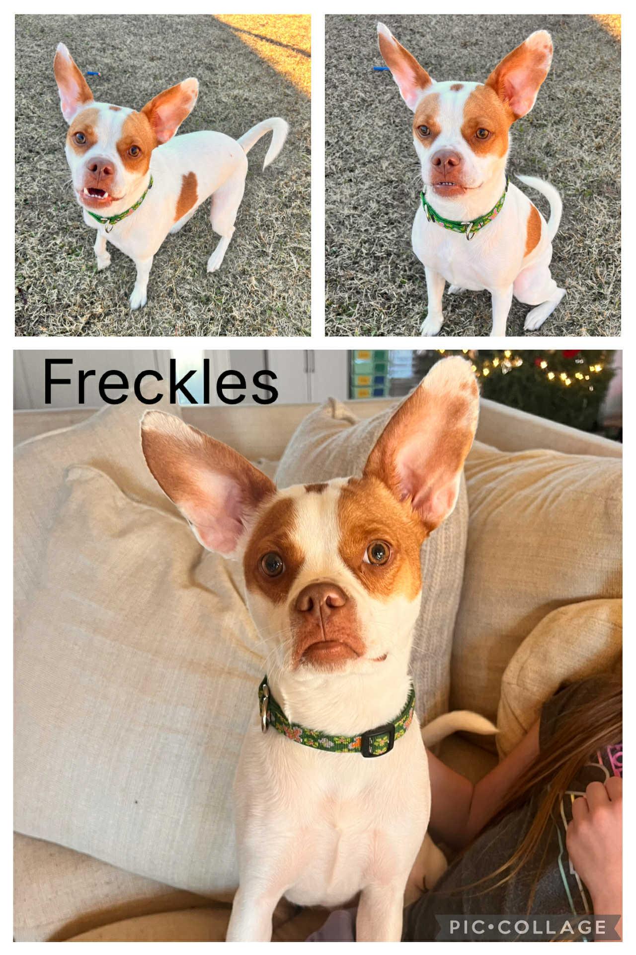 Freckles, ADOPTABLE, Young Male Boston Terrier.
