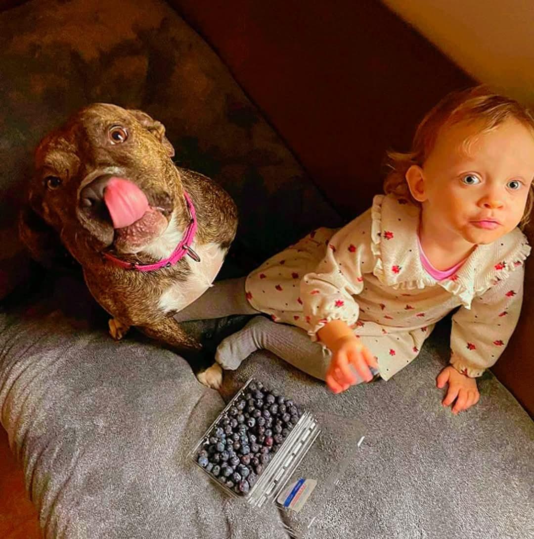 Enlarge Maple, a Adoptable mixed breed in Ferndale, MI image 2/5