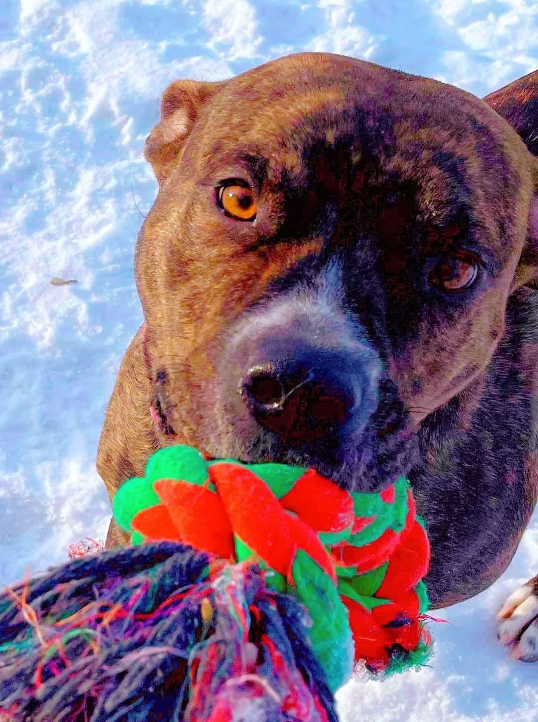 Maple, Adoptable, Young Female American Staffordshire Terrier.