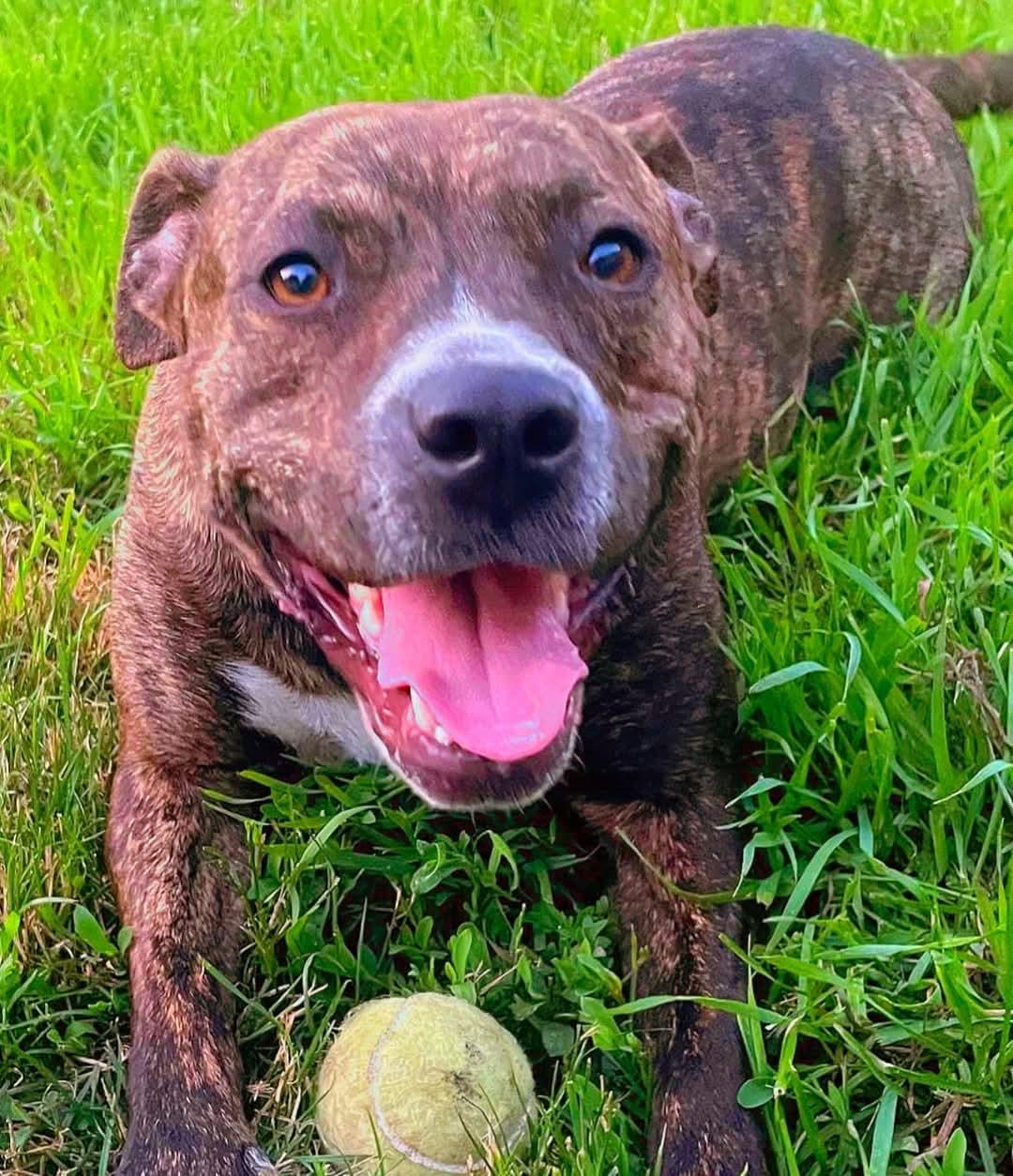 Enlarge Maple, a Adoptable mixed breed in Ferndale, MI image 1/5