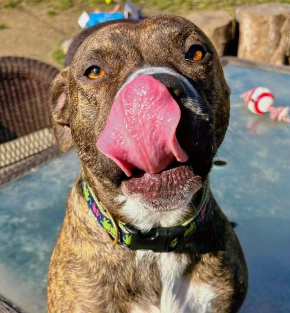 Enlarge Maple, a Adoptable mixed breed in Ferndale, MI image 4/5