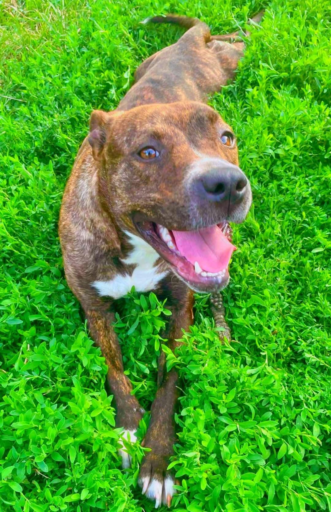 Enlarge Maple, a Adoptable mixed breed in Ferndale, MI image 5/5