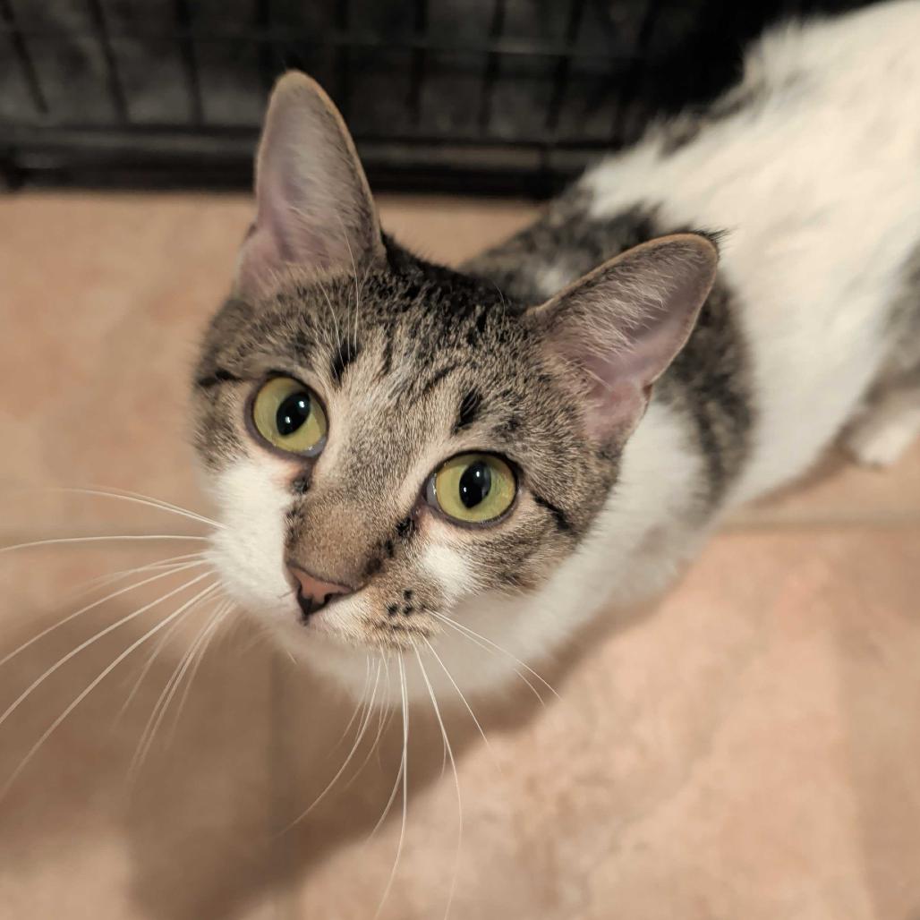 Catlyn, Adoptable, Adult Female Domestic Short Hair.