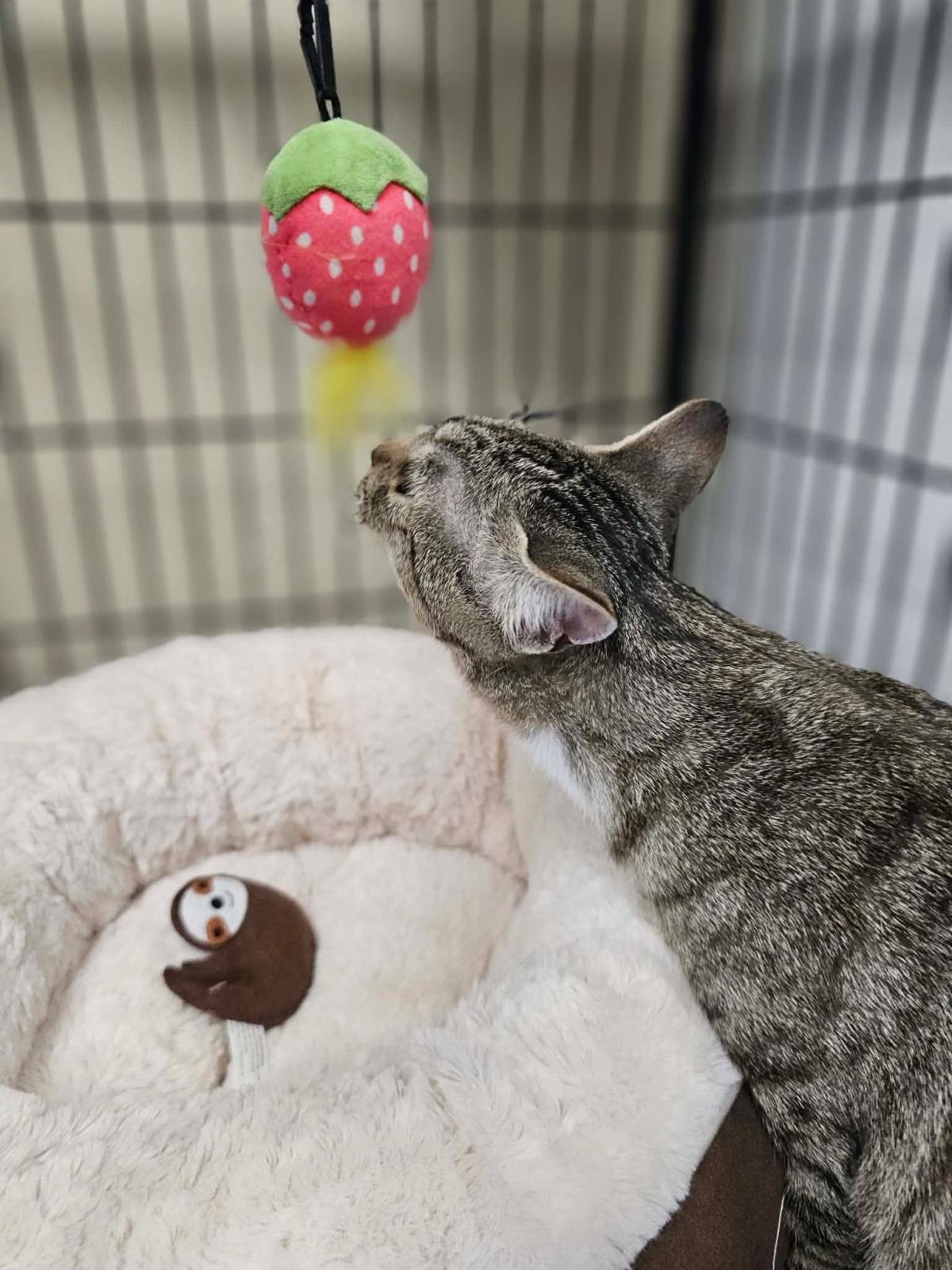 Enlarge Crowley, a Adoptable Domestic Short Hair in McKinney, TX image 3/3