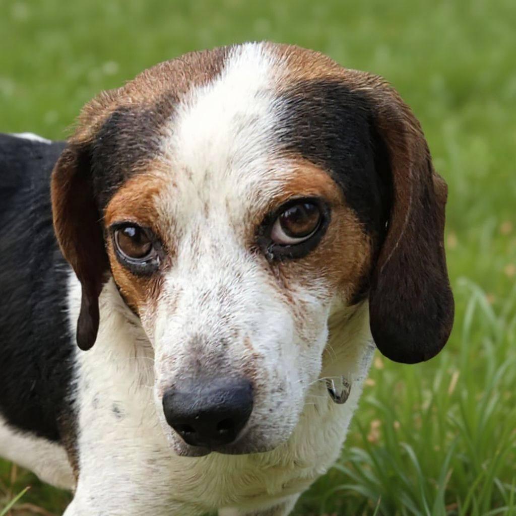 Enlarge Rucker, a Adopted Beagle in Fairmont, WV image 3/3