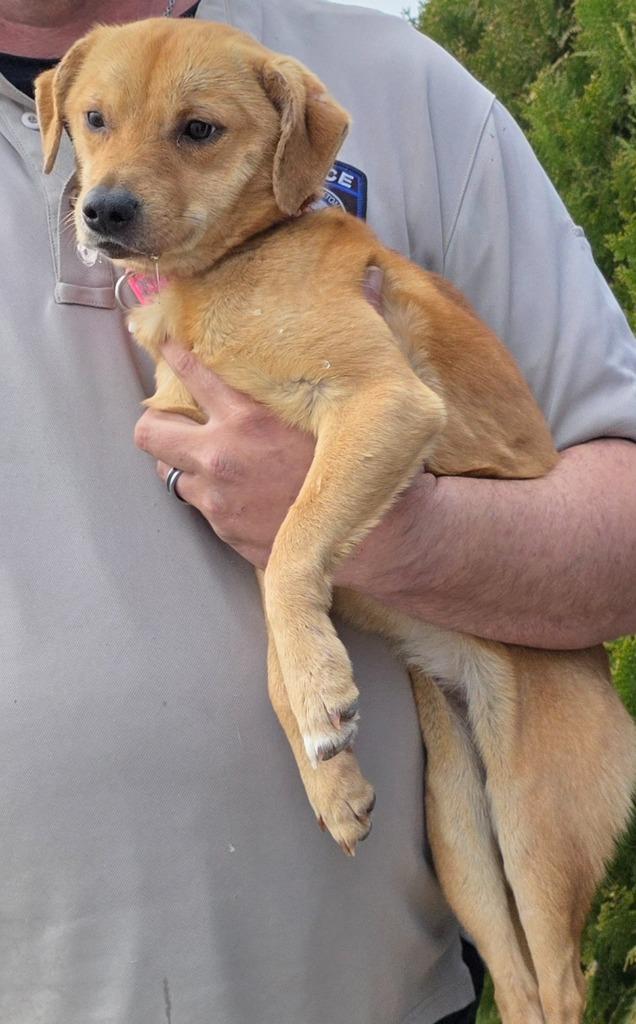 Vixie Bloom, Adoptable, Young Female Mixed Breed.