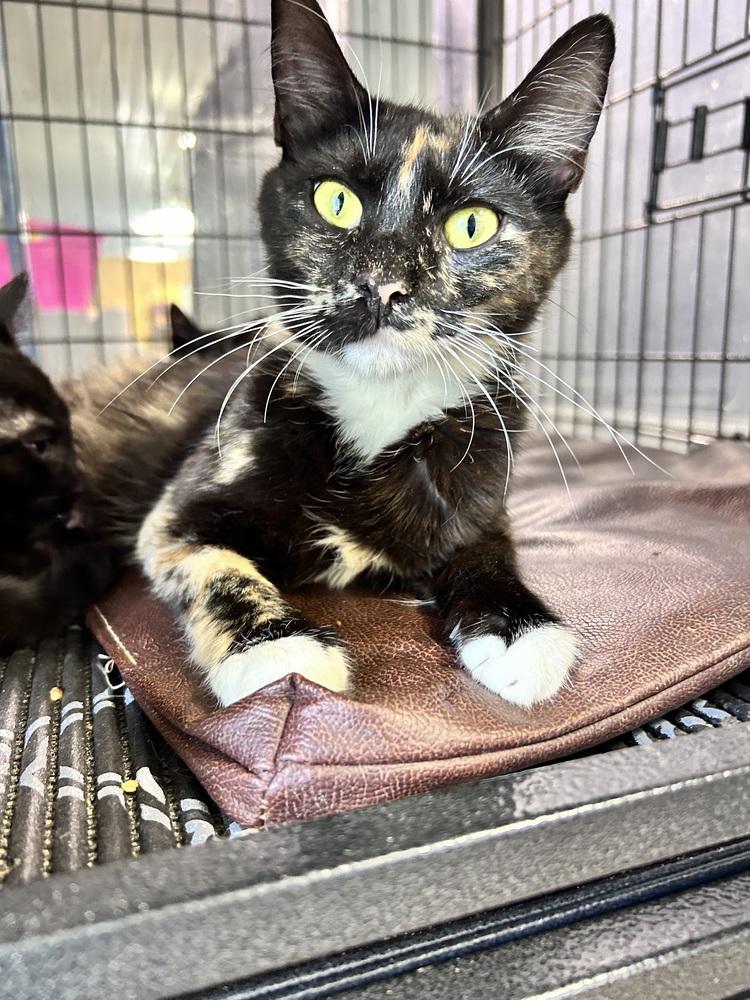 Porsha, Adoptable, Adult Female Domestic Short Hair.