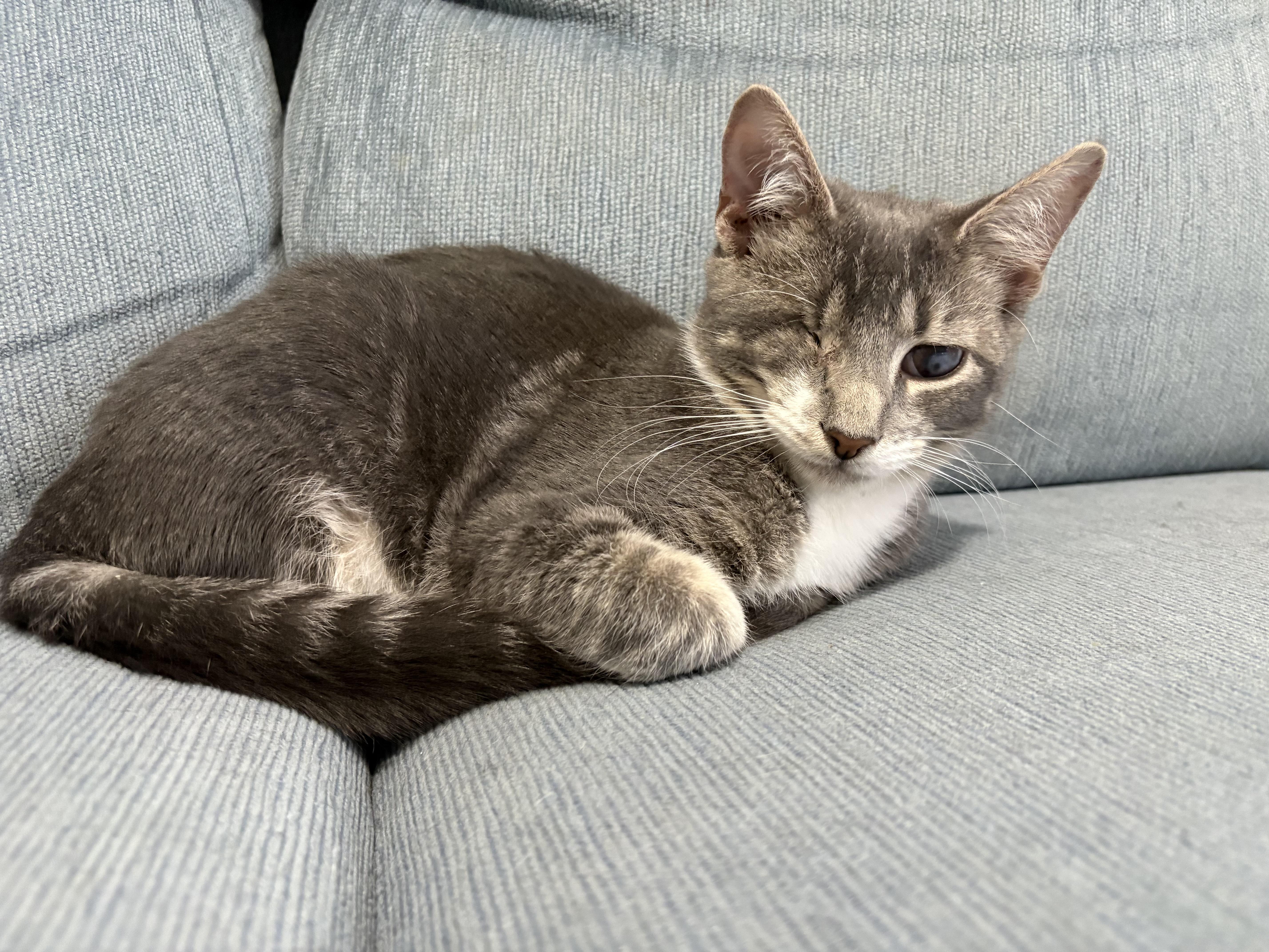 Enlarge Scout, a Adoptable Domestic Short Hair in Sneads Ferry, NC image 1/5