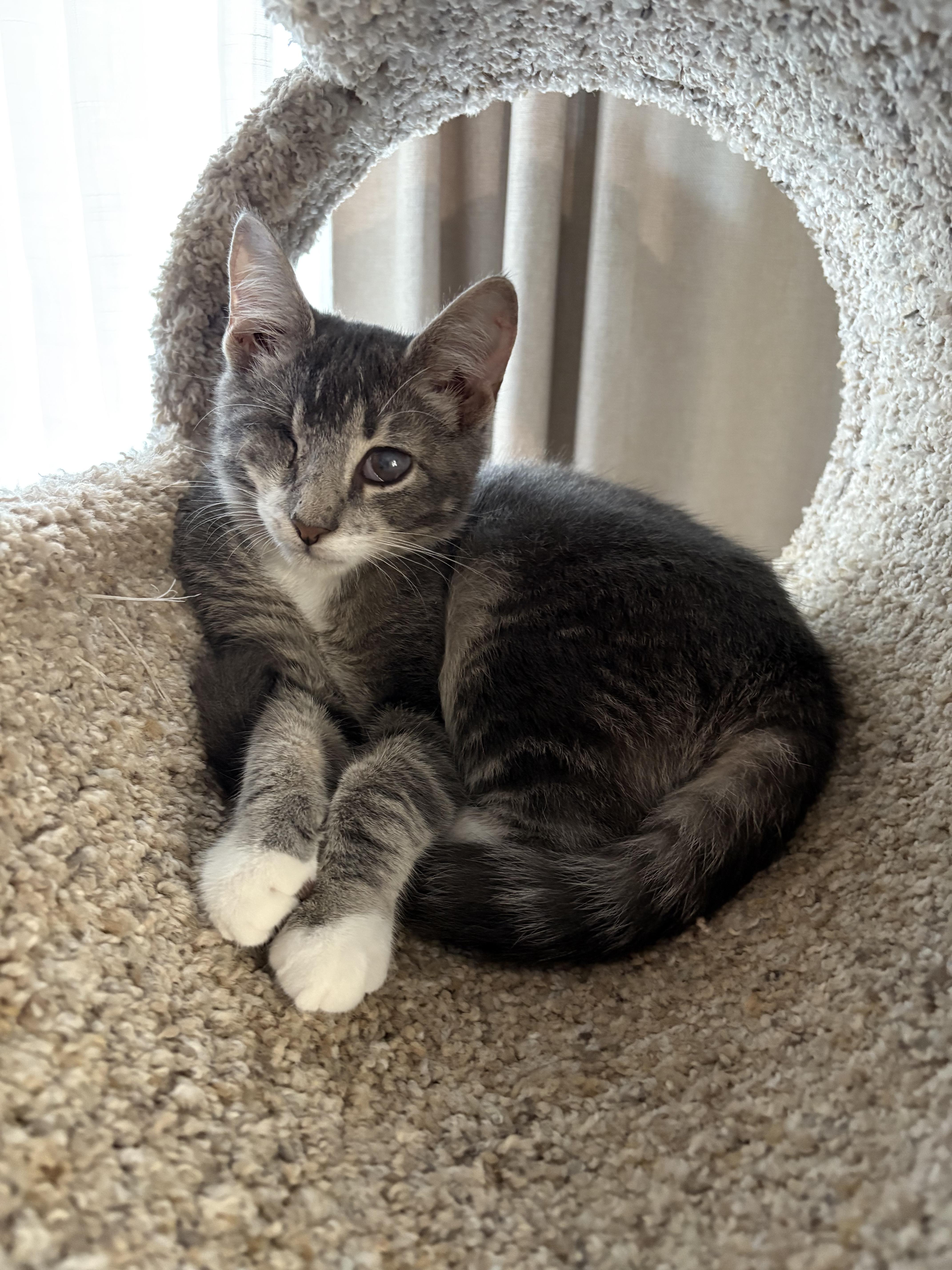 Enlarge Scout, a Adoptable Domestic Short Hair in Sneads Ferry, NC image 2/5