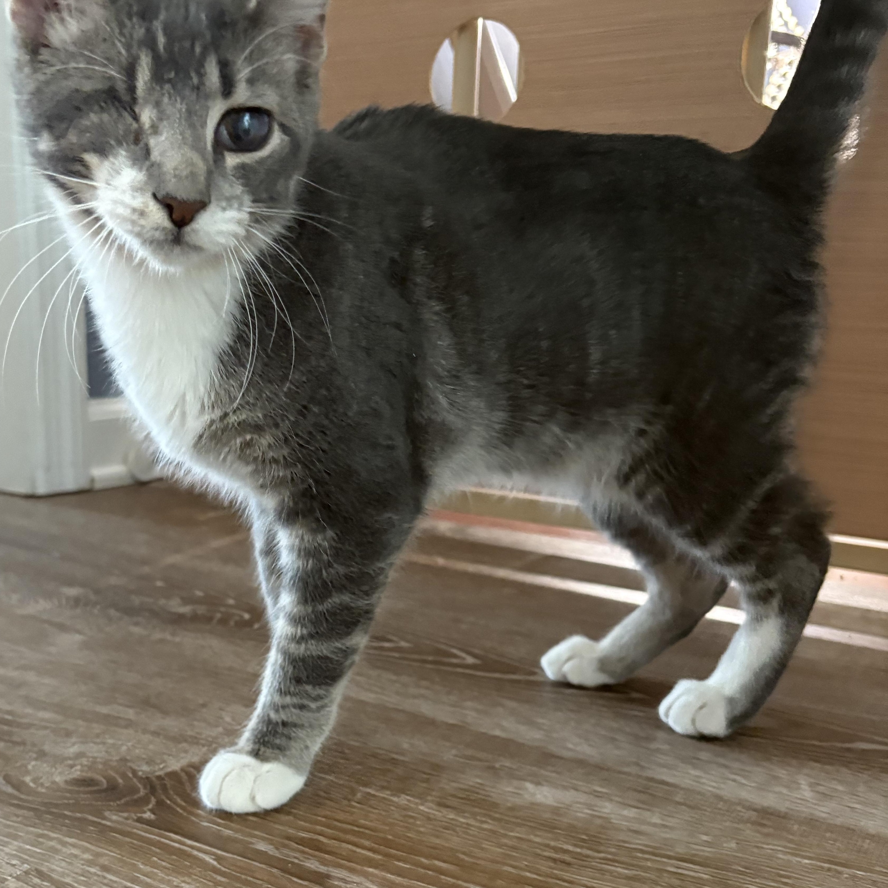 Enlarge Scout, a Adoptable Domestic Short Hair in Sneads Ferry, NC image 3/5