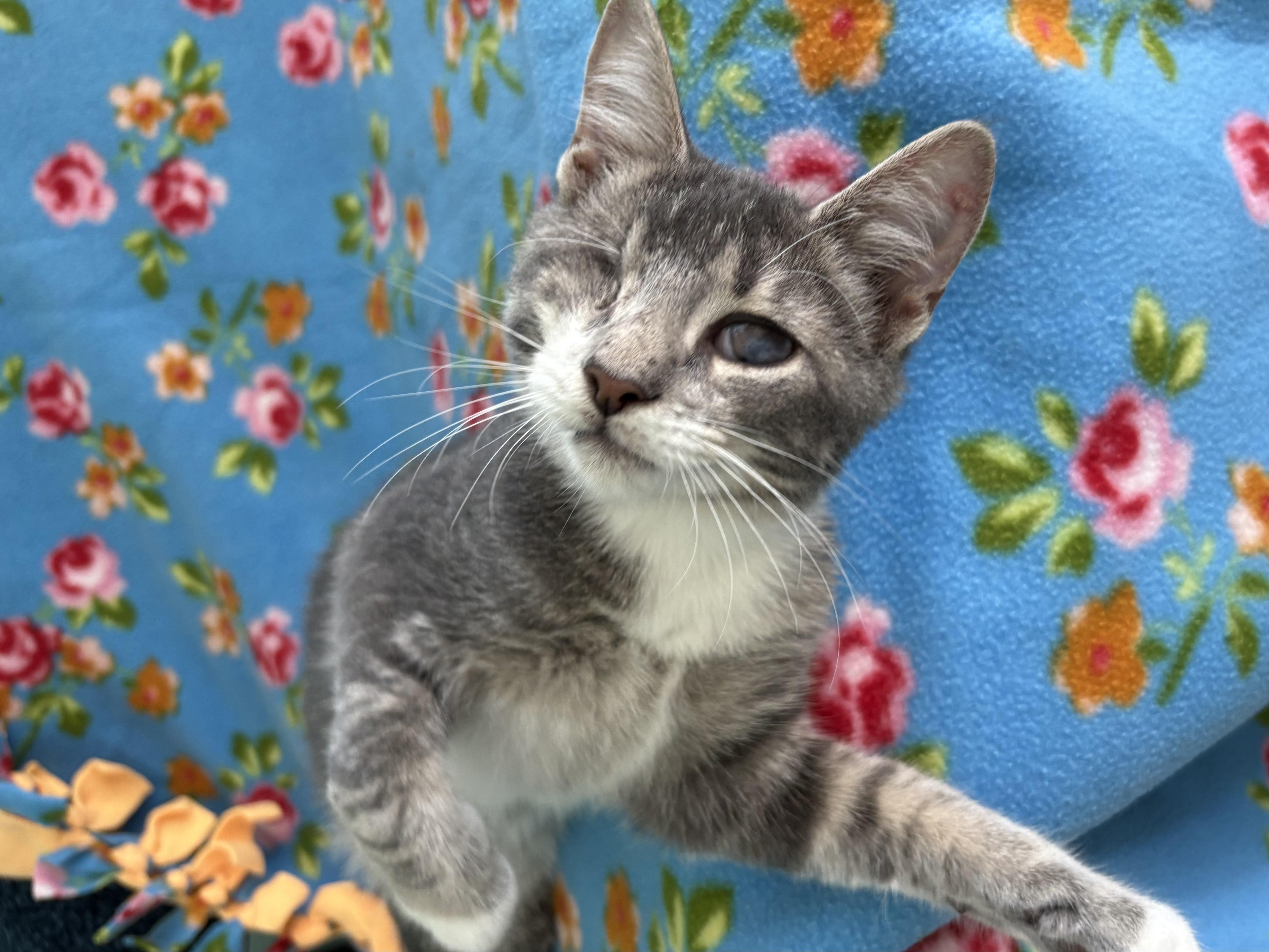 Enlarge Scout, a Adoptable Domestic Short Hair in Sneads Ferry, NC image 4/5