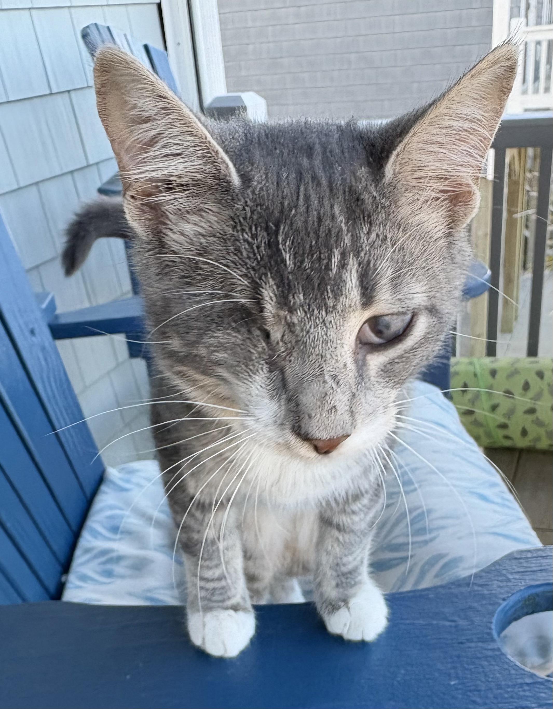 Scout, Adoptable, Young Male Domestic Short Hair.