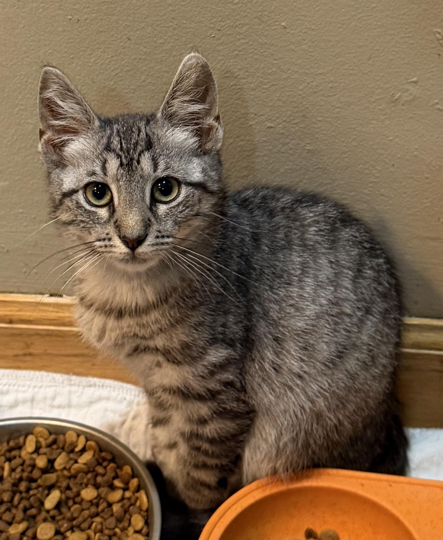 Dusty, Adoptable, Kitten Male Domestic Short Hair.