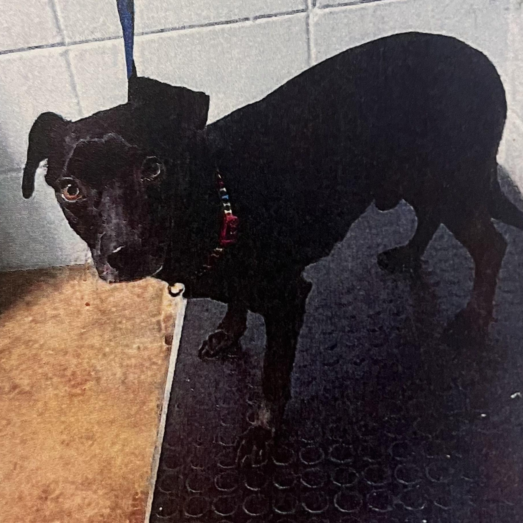 Dojo - Local April 10-12, adoptable, Adult Male Chihuahua & Rat Terrier.