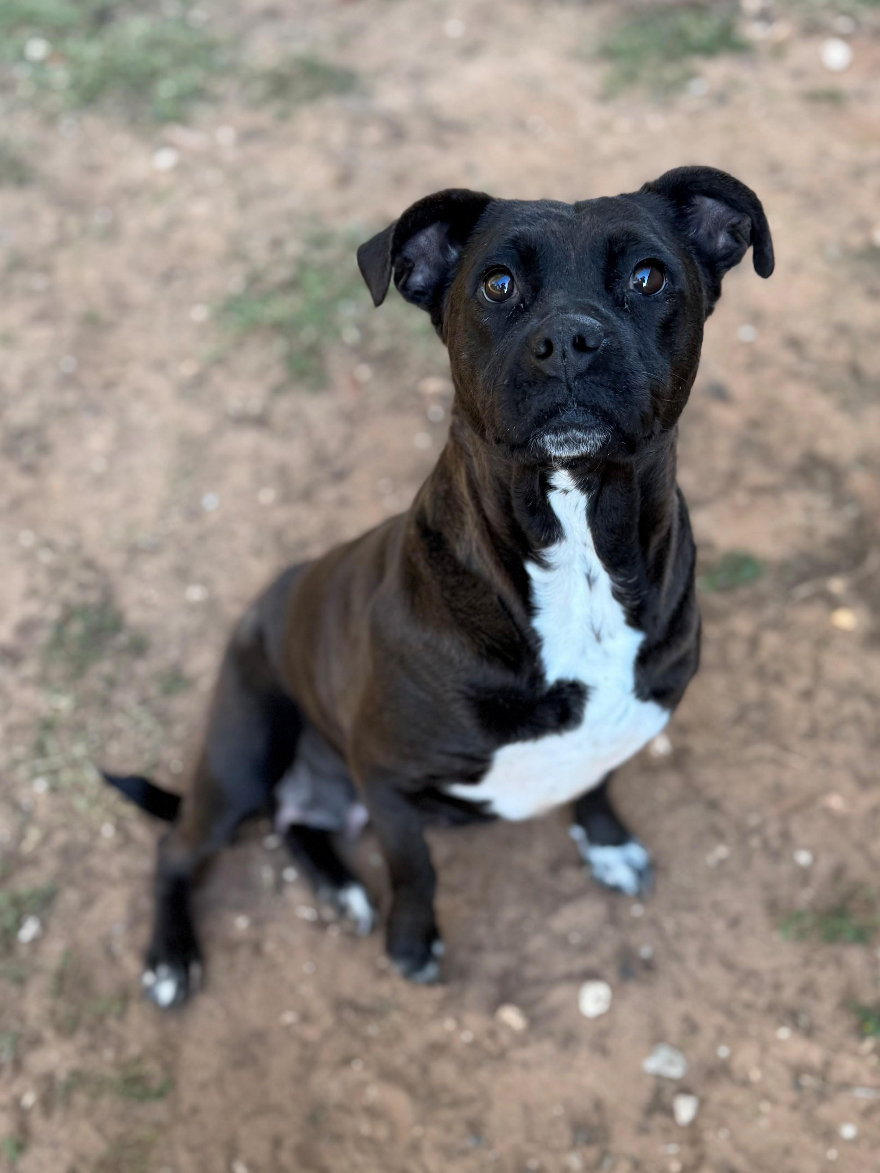 Casey, Adoptable, Adult Female Mixed Breed.