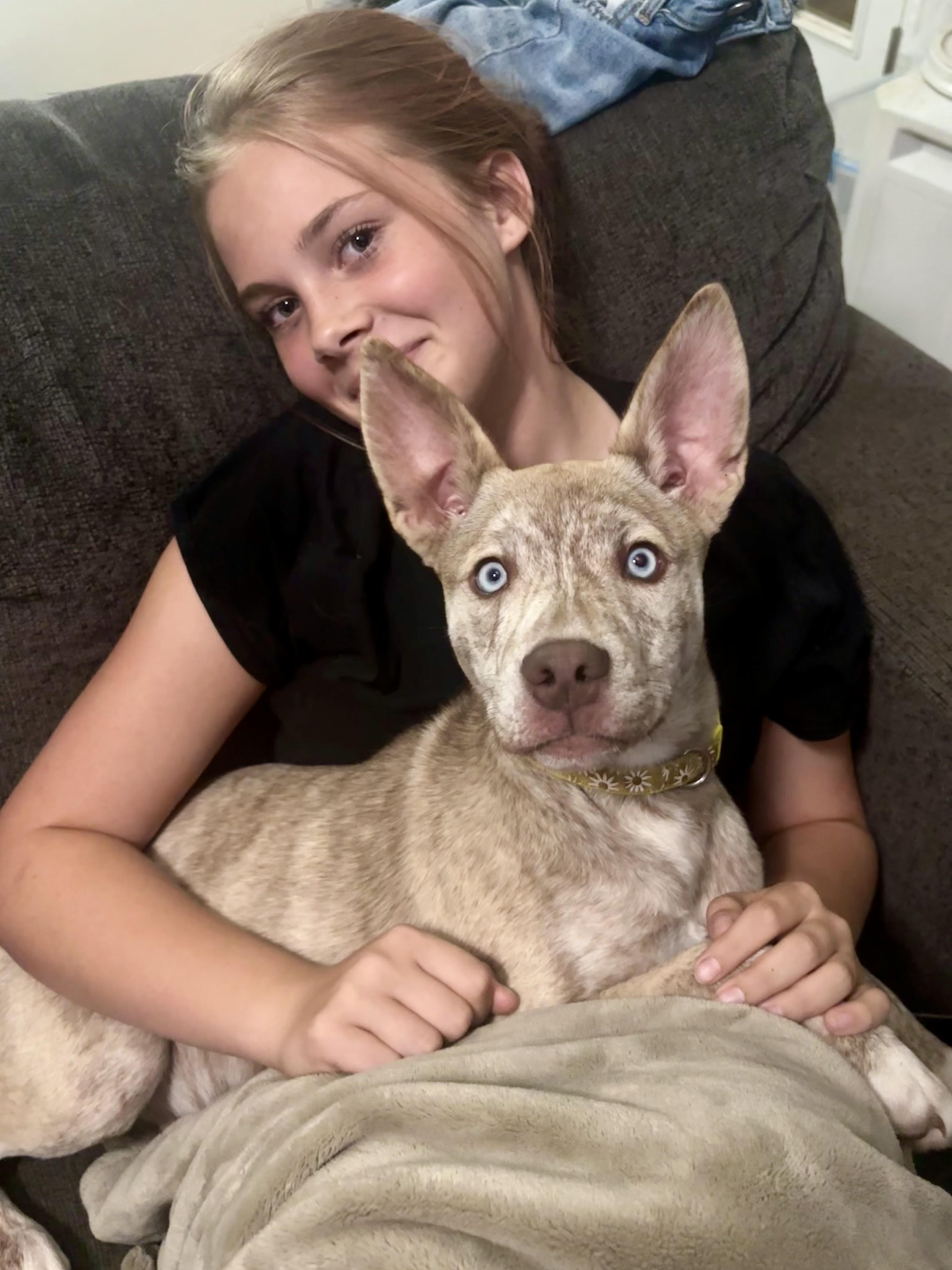 NOVA 2026-212, Adoptable, Young Female Siberian Husky.