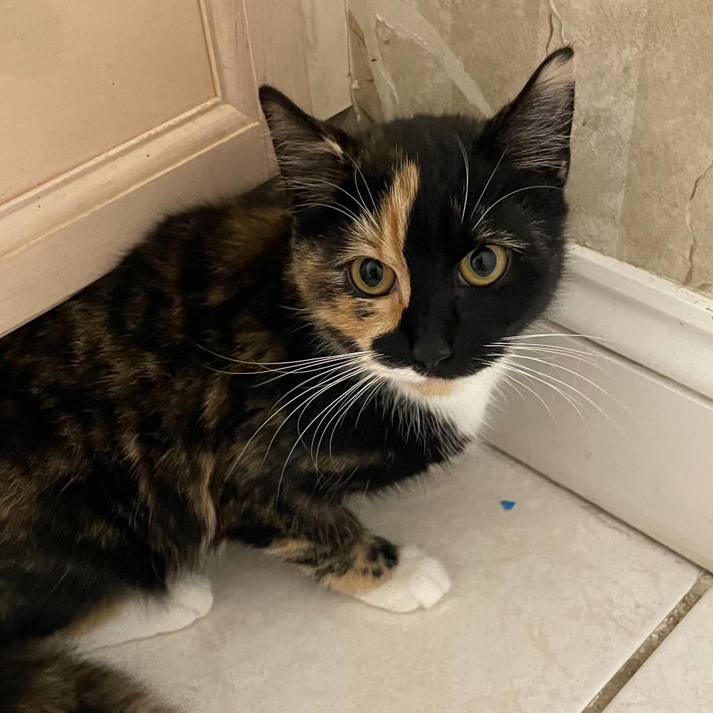 Joyce, Adoptable, Young Female Domestic Short Hair.