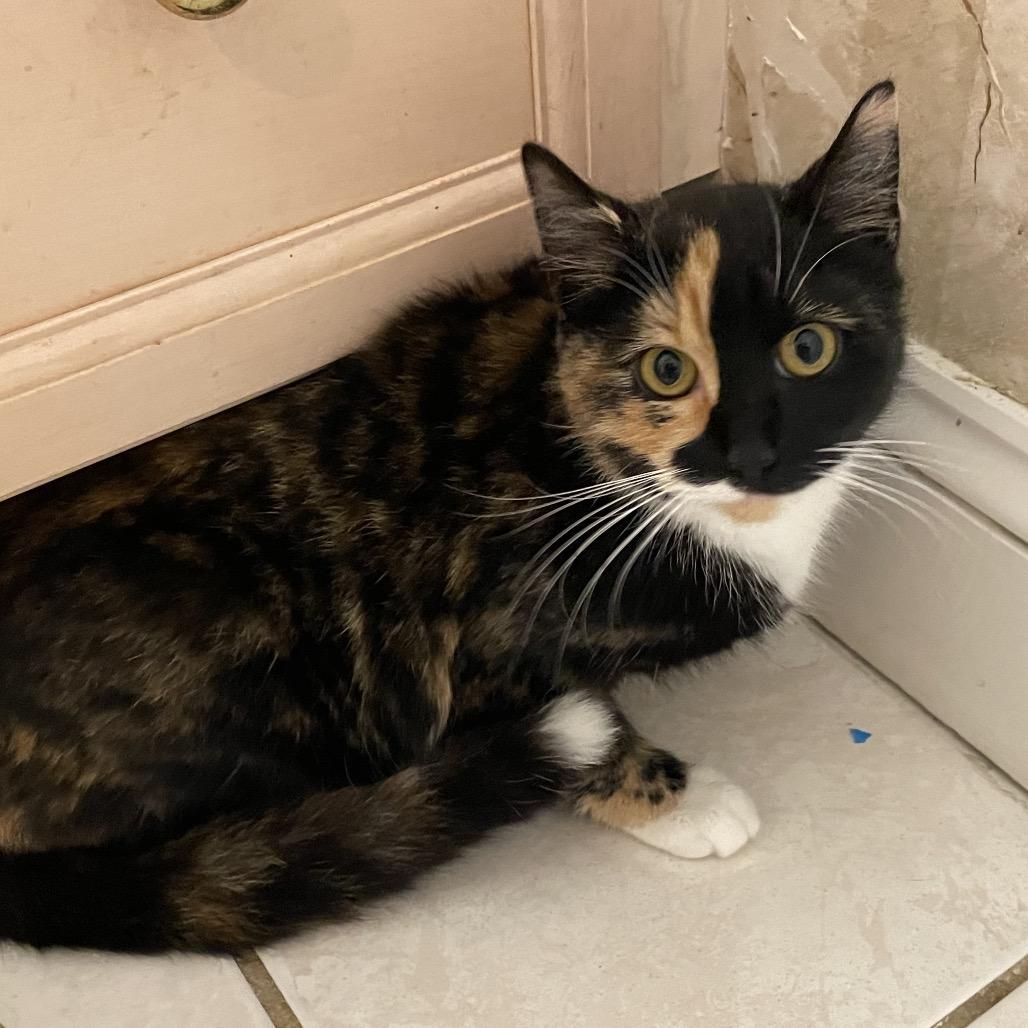 Enlarge Joyce, a Adoptable Domestic Short Hair in Waldorf, MD image 2/3