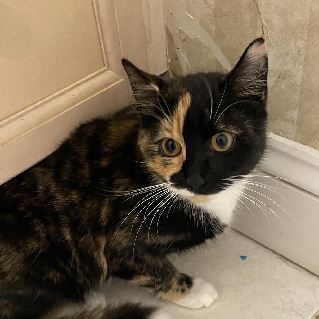 Enlarge Joyce, a Adoptable Domestic Short Hair in Waldorf, MD image 3/3