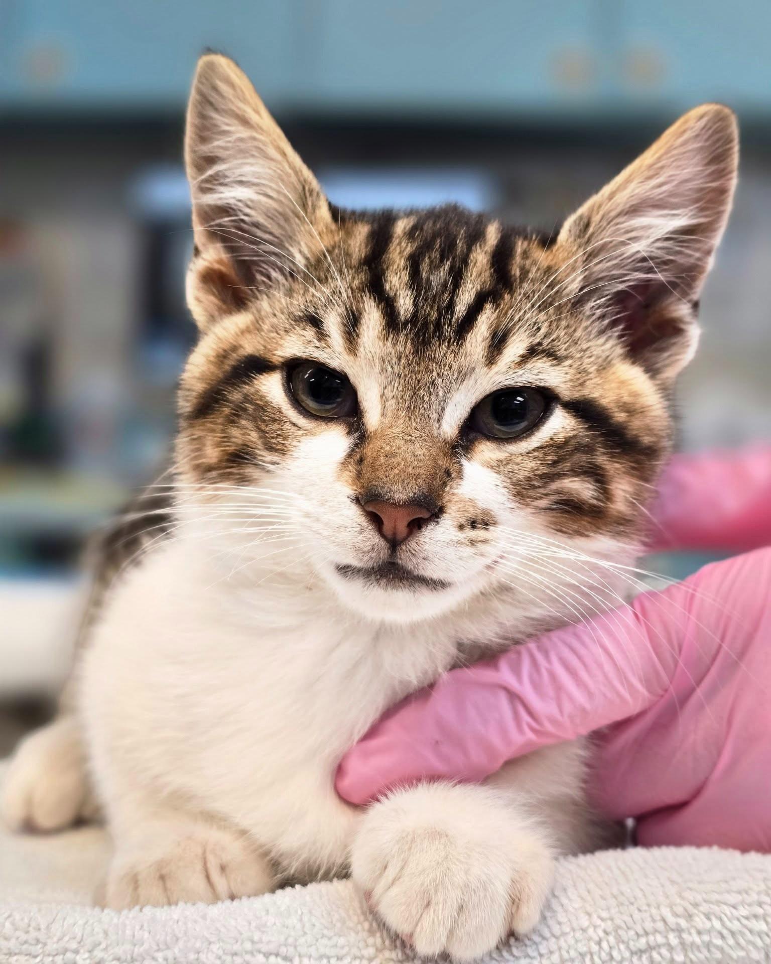 Gingy, ADOPTABLE, Kitten Male Domestic Short Hair.