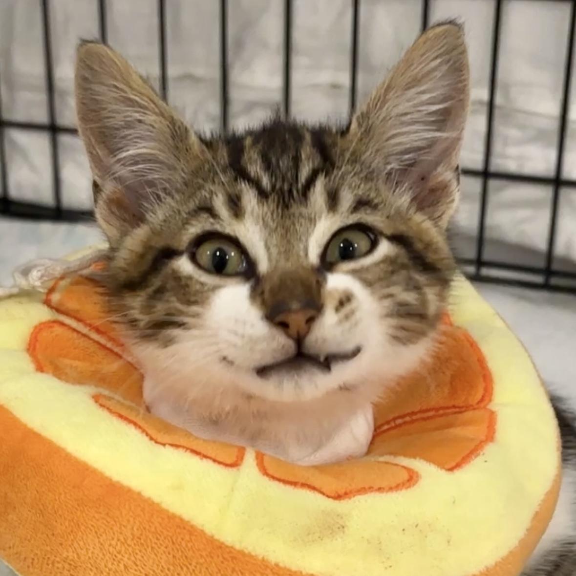 Gingy, a ADOPTABLE Domestic Short Hair in Langley, BC image 2/3