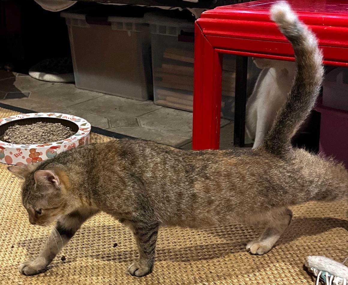 Gina, Adoptable, Young Female Abyssinian & Tabby.