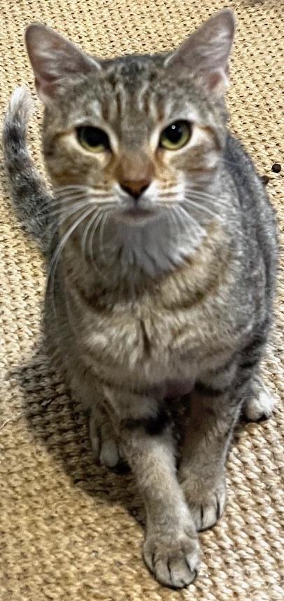 Enlarge Gina, a Adoptable mixed breed in Sarasota, FL image 2/5