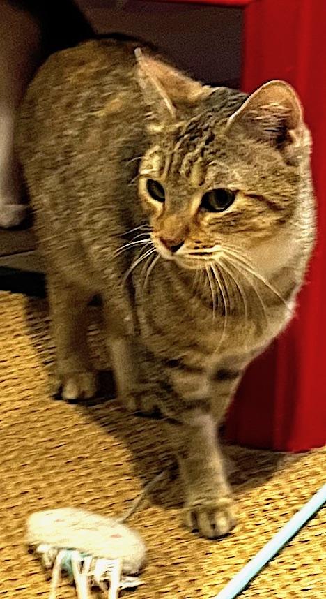 Enlarge Gina, a Adoptable mixed breed in Sarasota, FL image 3/5