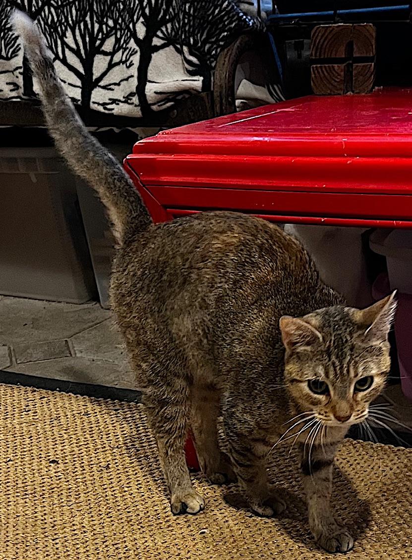 Enlarge Gina, a Adoptable mixed breed in Sarasota, FL image 4/5