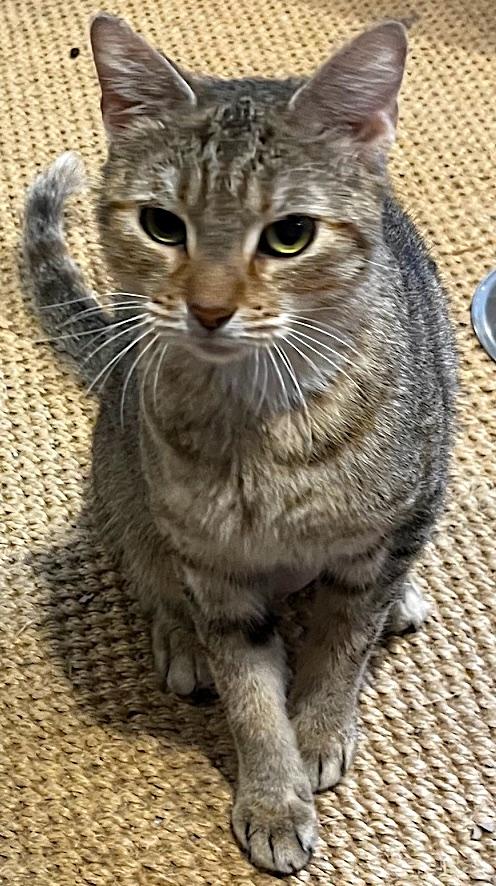 Enlarge Gina, a Adoptable mixed breed in Sarasota, FL image 5/5