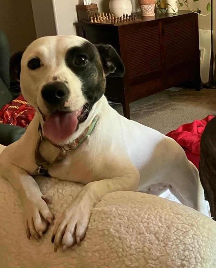 Daisy 6