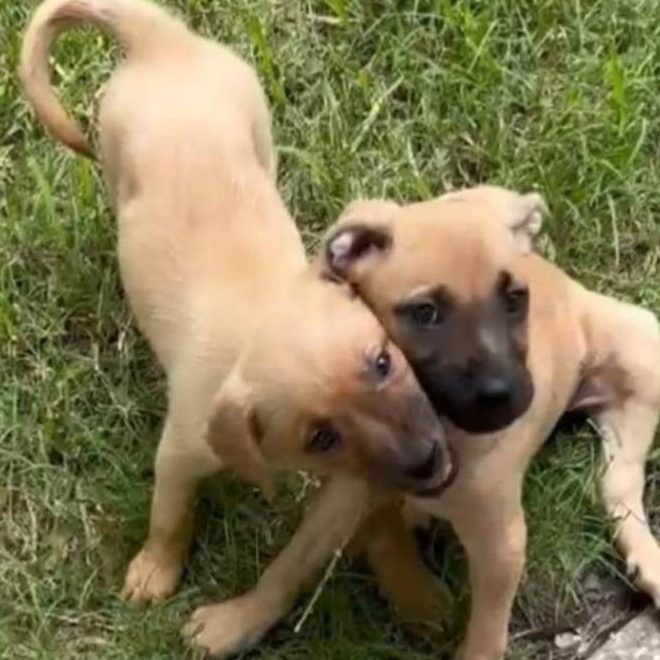 Enlarge Luke, an adopted mixed breed in Plano, TX image 1/1