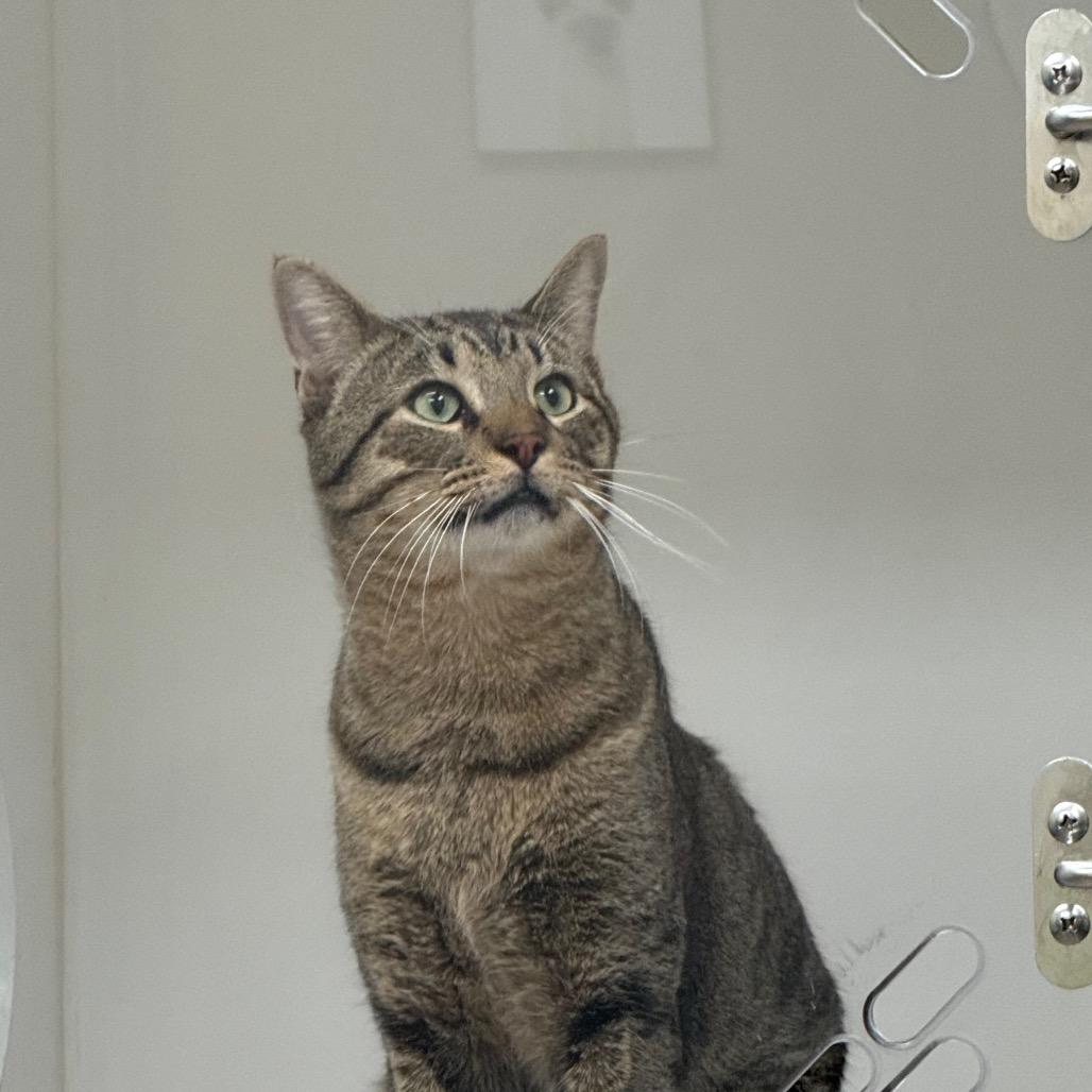 Enlarge Danny, a Adoptable American Shorthair in Portland, TX image 1/1