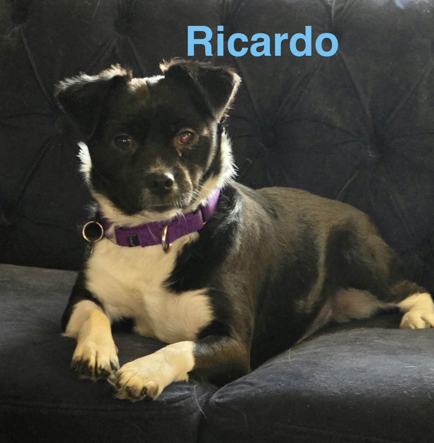 Enlarge Ricardo, a Adoptable Terrier in Topeka, KS image 1/1