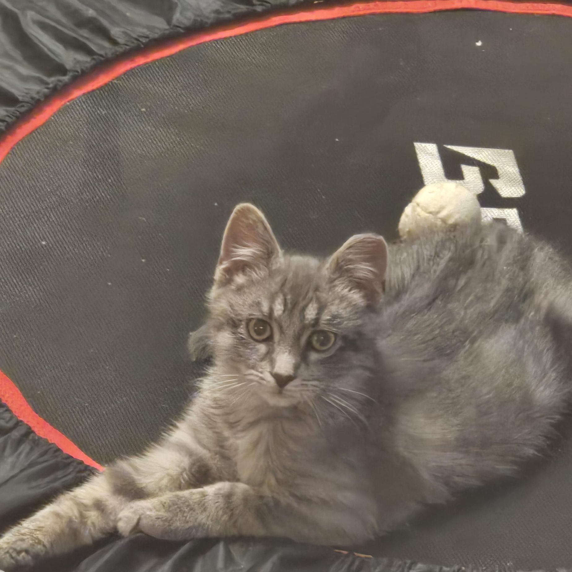 Enlarge Tinsel (formerly Tonsil), a ADOPTABLE Domestic Medium Hair in Eastlake, OH image 6/6