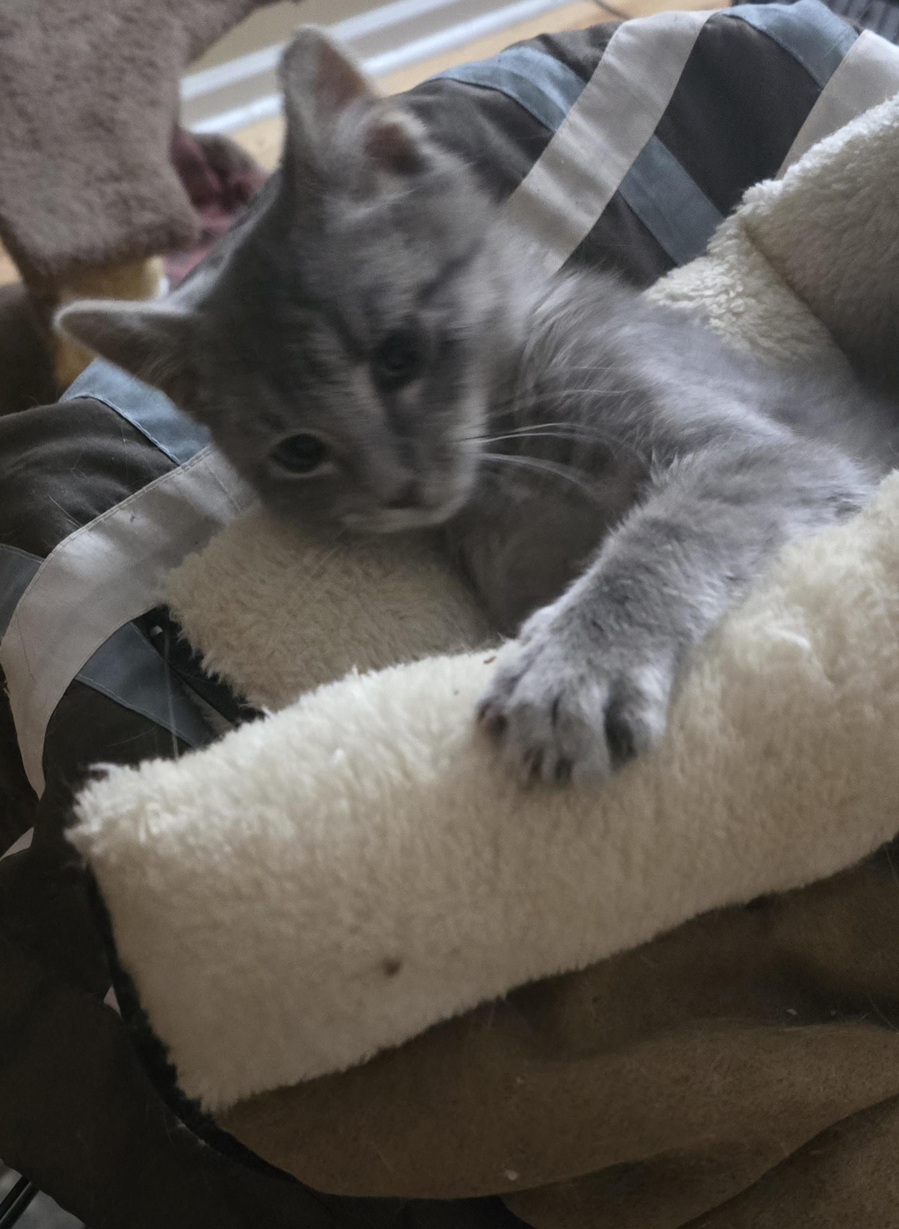 Enlarge Tinsel (formerly Tonsil), a ADOPTABLE Domestic Medium Hair in Eastlake, OH image 3/5