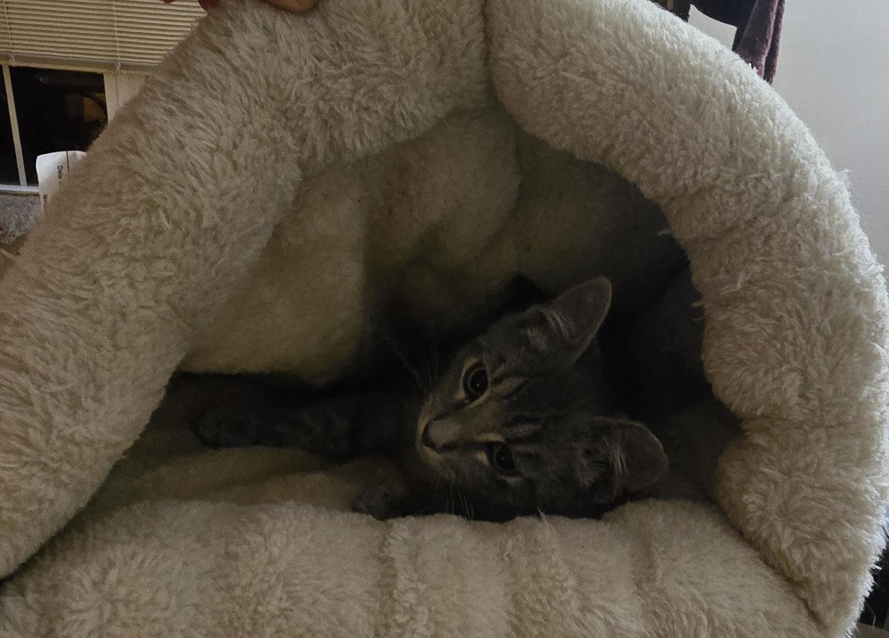 Enlarge Tinsel (formerly Tonsil), a ADOPTABLE Domestic Medium Hair in Eastlake, OH image 5/5