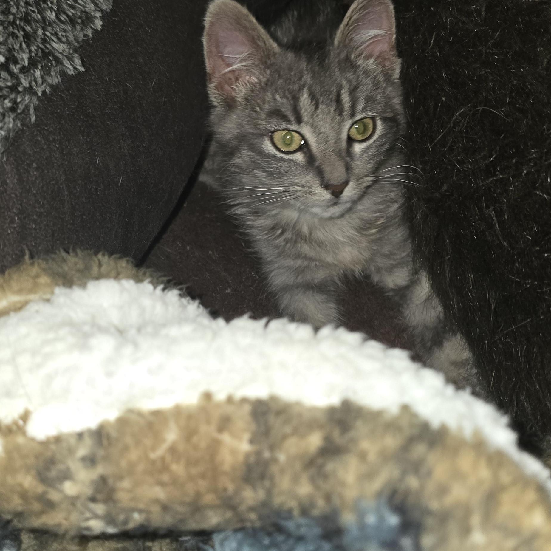 Tinsel (formerly Tonsil), ADOPTABLE, Young Male Domestic Medium Hair.