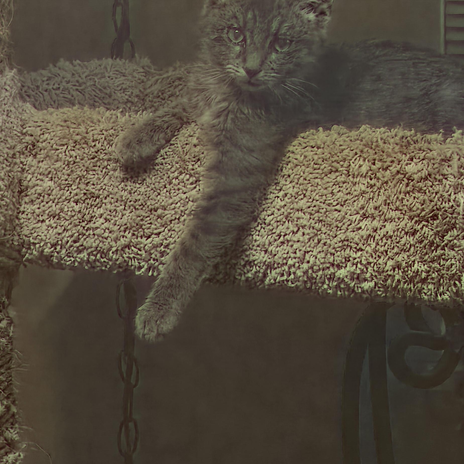 Enlarge Tinsel (formerly Tonsil), a ADOPTABLE Domestic Medium Hair in Eastlake, OH image 5/6