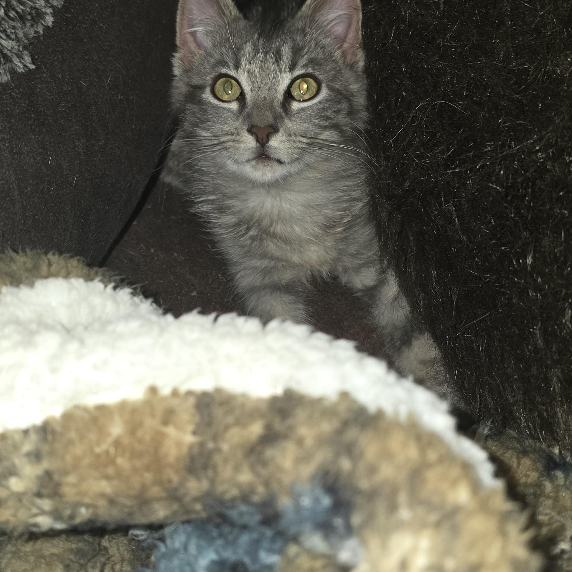 Enlarge Tinsel (formerly Tonsil), a ADOPTABLE Domestic Medium Hair in Eastlake, OH image 2/5