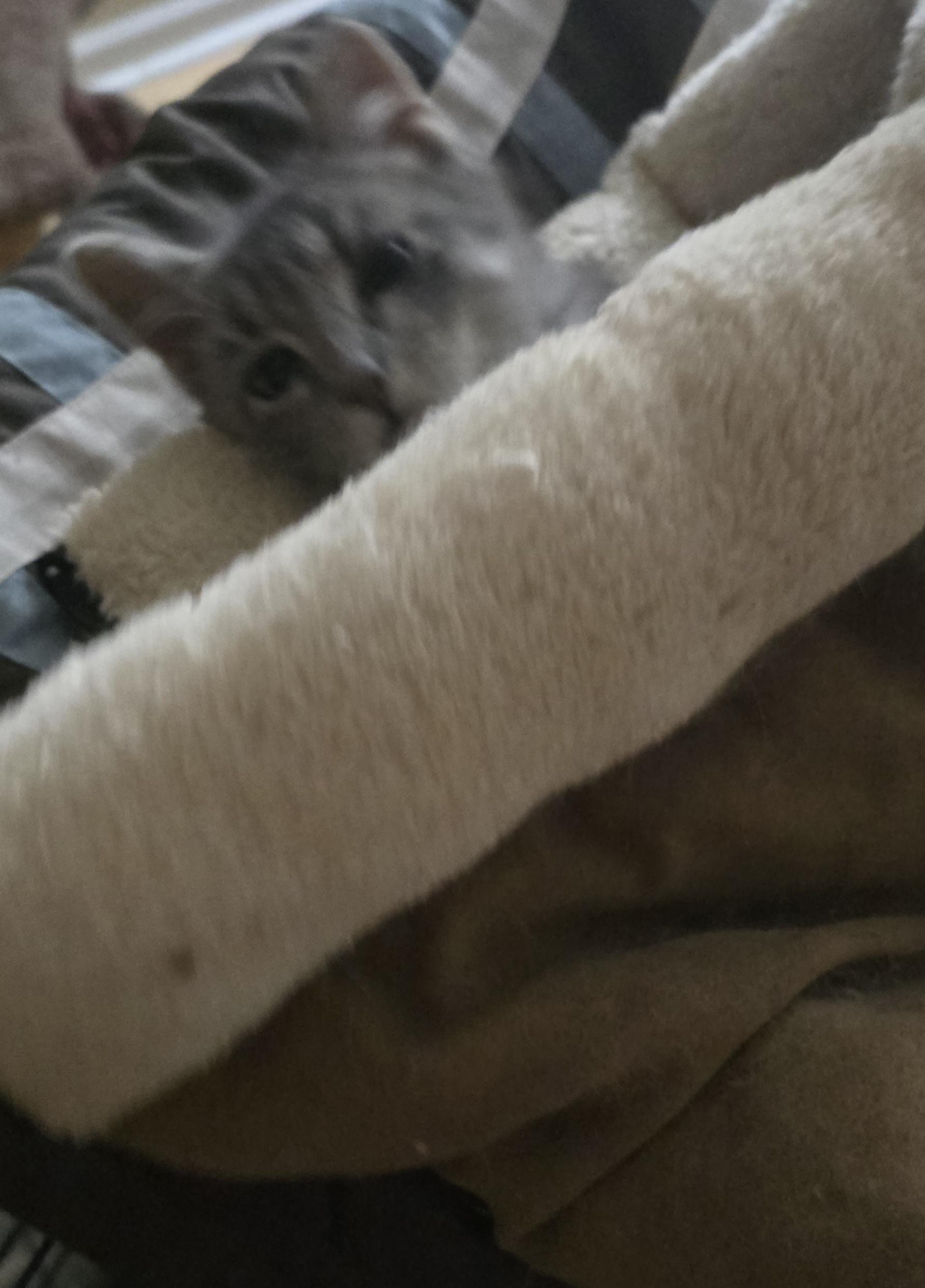 Enlarge Tinsel (formerly Tonsil), a ADOPTABLE Domestic Medium Hair in Eastlake, OH image 4/5