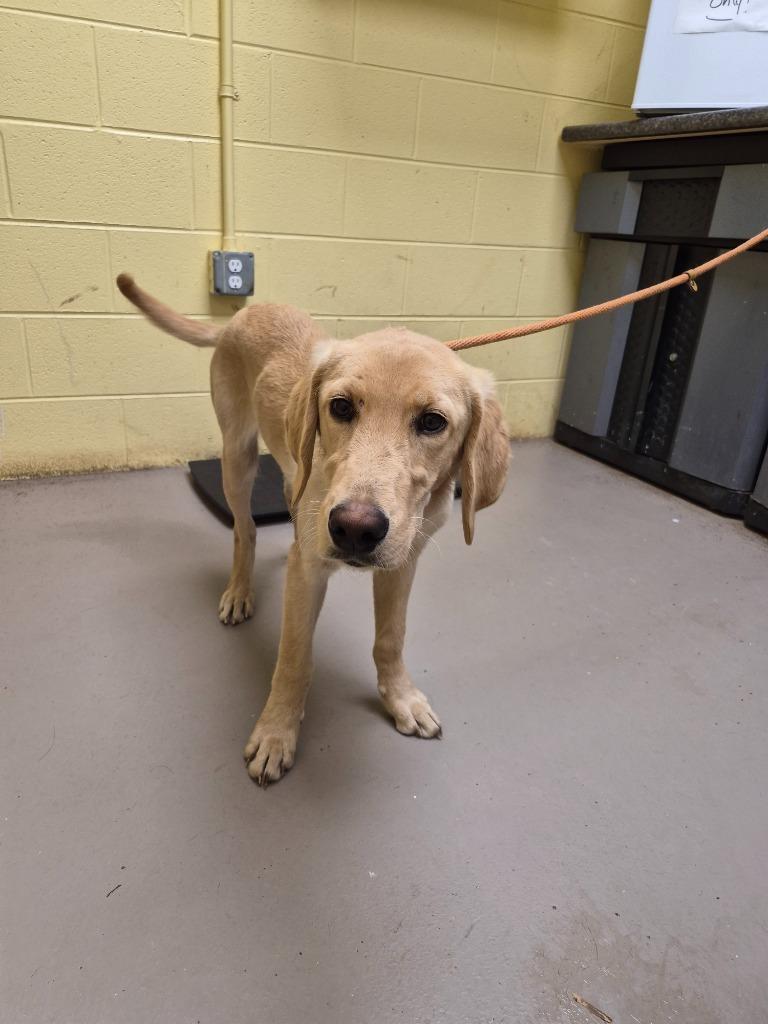 Wonka, Adoptable, Young Male Labrador Retriever.