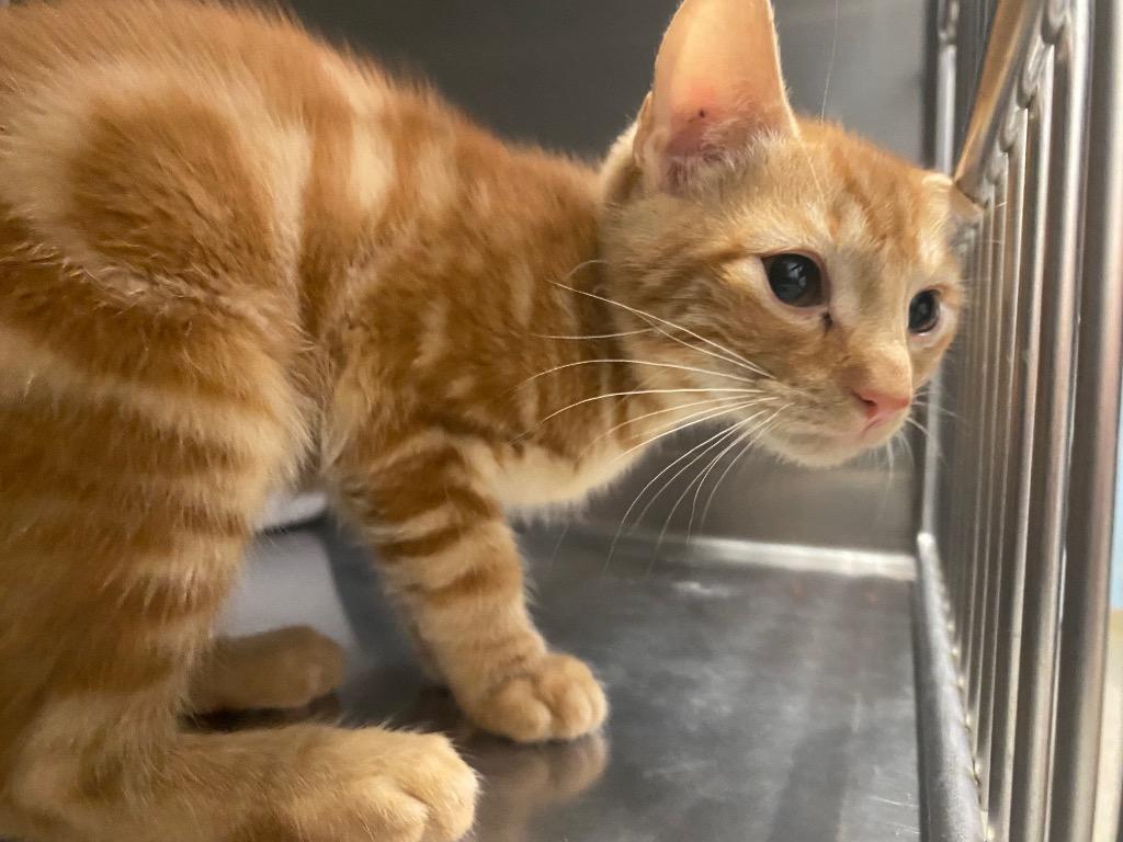 Garbanzo, Adoptable, Kitten Male Domestic Short Hair.