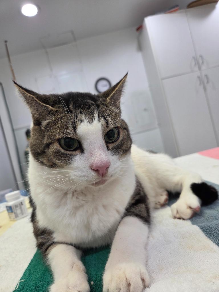 Charlie, Adoptable, Adult Male Domestic Short Hair.