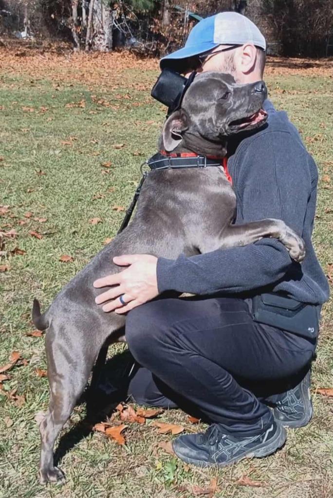 Rex, Adoptable, Adult Male Pit Bull Terrier.