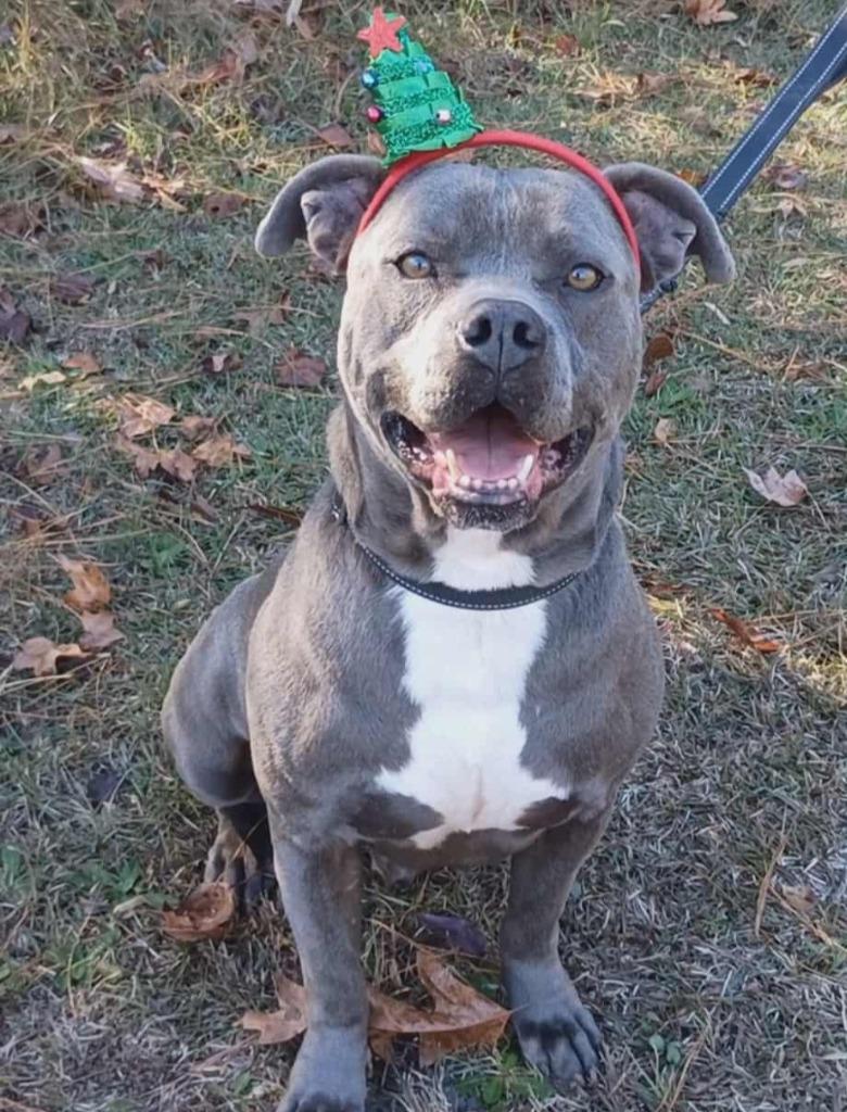 Enlarge Rex, a Adoptable Pit Bull Terrier in Hartsville, SC image 2/6