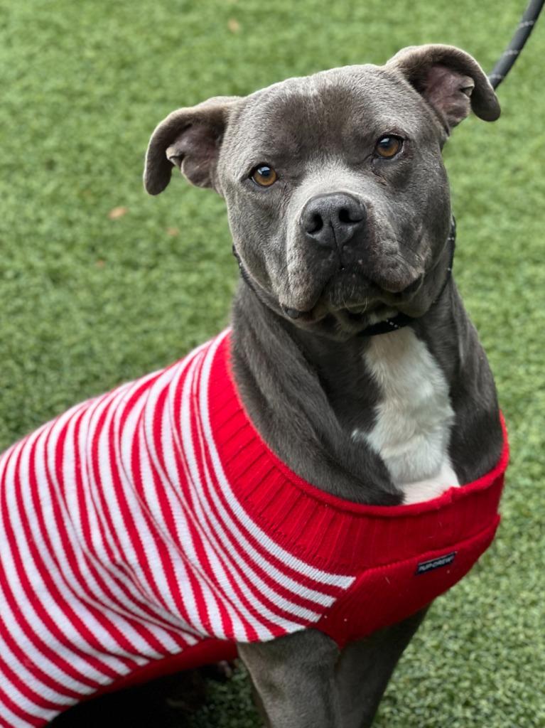 Enlarge Rex, a Adoptable Pit Bull Terrier in Hartsville, SC image 2/6