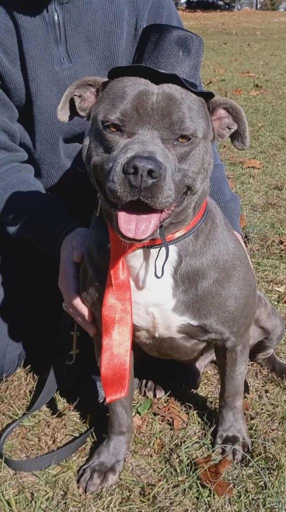 Enlarge Rex, a Adoptable Pit Bull Terrier in Hartsville, SC image 3/6